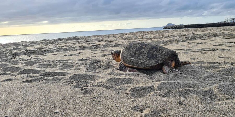 Sal Island: Turtle Watching Experience - Practical Tips for a Better Turtle Visit