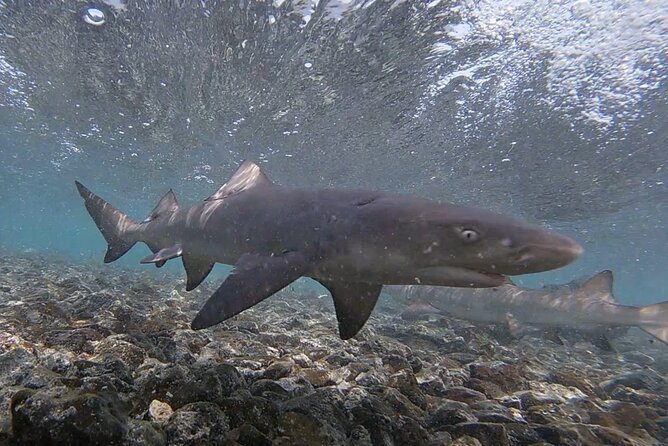 Sal Private Tour: All inclusive Salt Lake, Blue eye and Shark Bay - Why this four-hour Sal tour works well