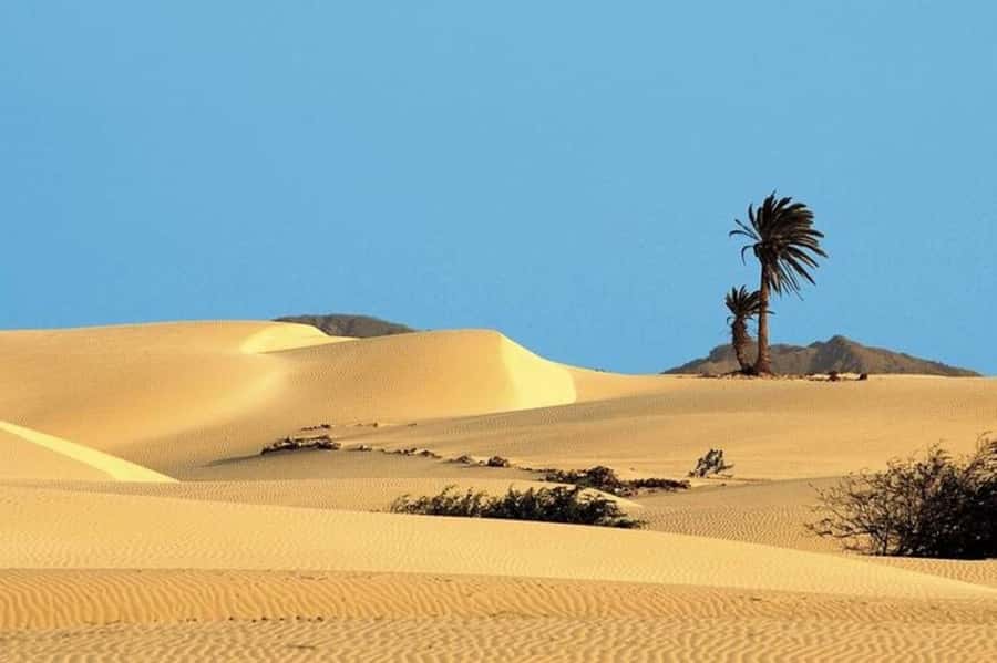 Sal Rei, Santa Monica Beach, Caves, Dunes & Shipwreck Tour - Viana Desert and the white dunes