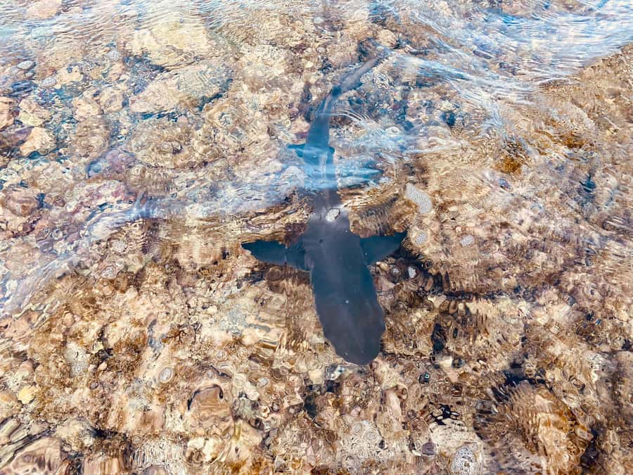 Sal: Salt Lake Tour, Shark Bay and Pedra de Lume Village - What the guides add to the day