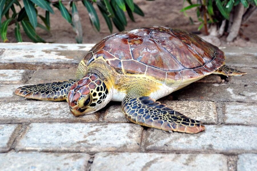 Sal: Turtle Nesting with professional local guide - Hotel Pickup Starts the Evening
