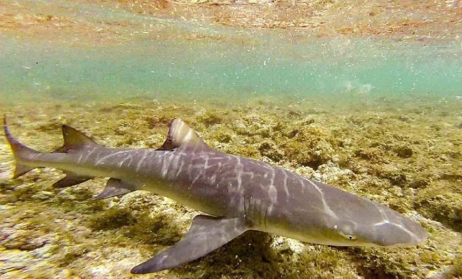 Salt Pans & Lemon Sharks Experience - Key points to know before you book