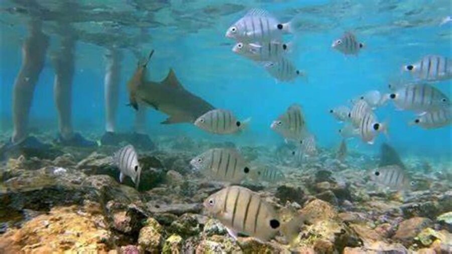 Salt Pans & Lemon Sharks Experience - Booking details worth keeping in mind