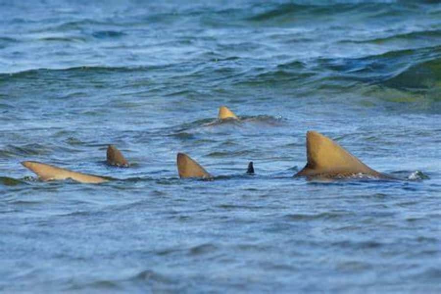 Salt Pans & Lemon Sharks Experience - What makes the lemon shark stop worthwhile