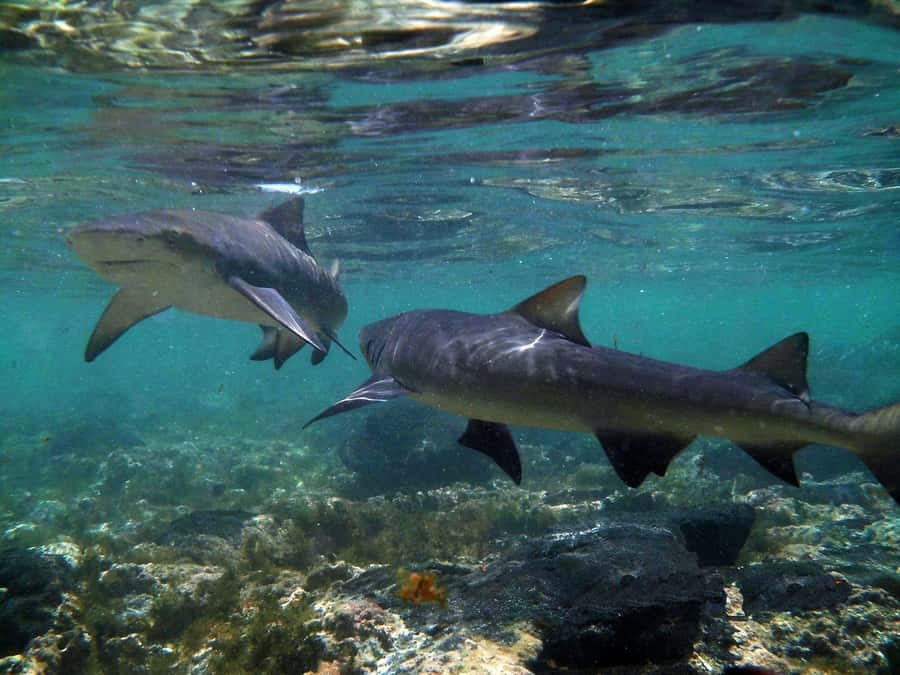 Salt Pans & Lemon Sharks Experience - Starting with a 4x4 pickup from your accommodation