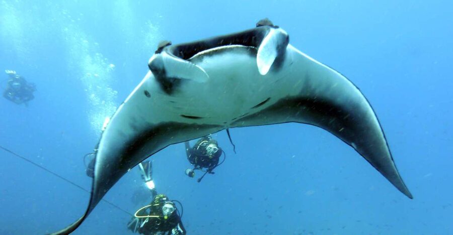 Santa Maria: Advance Open Water Diver - PADI or SSI Course - Key points about the Santa Maria course