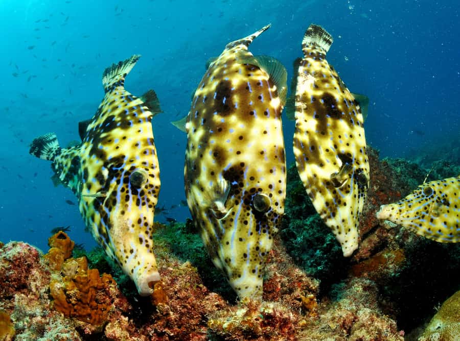 Santa Maria: Discover Scuba Diving - Five things to know before you book