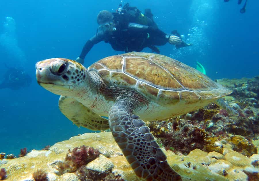 Santa Maria: Discover Scuba Diving - Why this is a good first scuba experience in Sal
