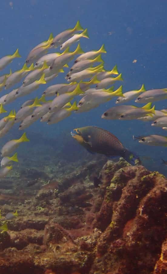 Santa Maria: Guided Snorkeling and Reef Tour - Farol, Bolama, and the Bay of Santa Maria