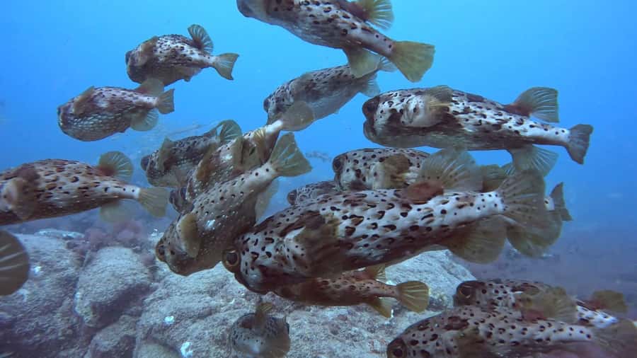 Santa Maria: Guided Snorkeling and Reef Tour - What you may see below the surface