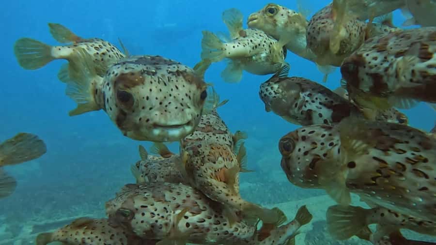 Santa Maria: Guided Snorkeling and Reef Tour - How challenging is the swimming?
