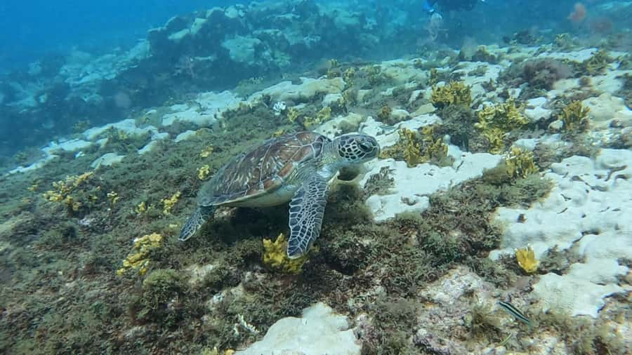 Santa Maria: Guided Snorkeling and Reef Tour - Is $44 a fair price?