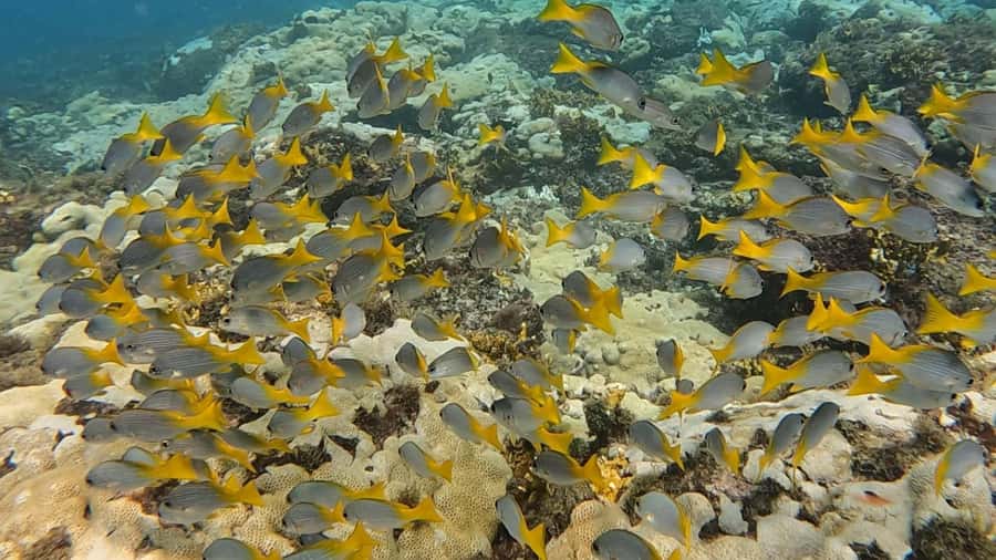 Santa Maria: Guided Snorkeling and Reef Tour - Guides, safety, and the feel of the outing