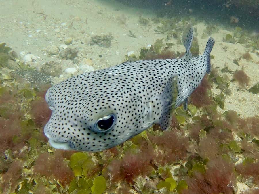 Santa Maria: Guided Snorkeling and Reef Tour - Who should book this Santa Maria trip?