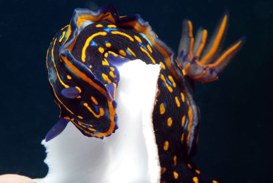 Santa Maria: Half-Day Diving Trip in Sal with Pickup - The pace from pickup to return