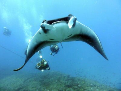 Half-Day Diving Trip in Sal with Pickup
