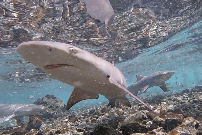 Santa Maria, Sal: All inclusive Salt Lake, Blue Eye and Shark Bay - Shark Bay and the lemon sharks