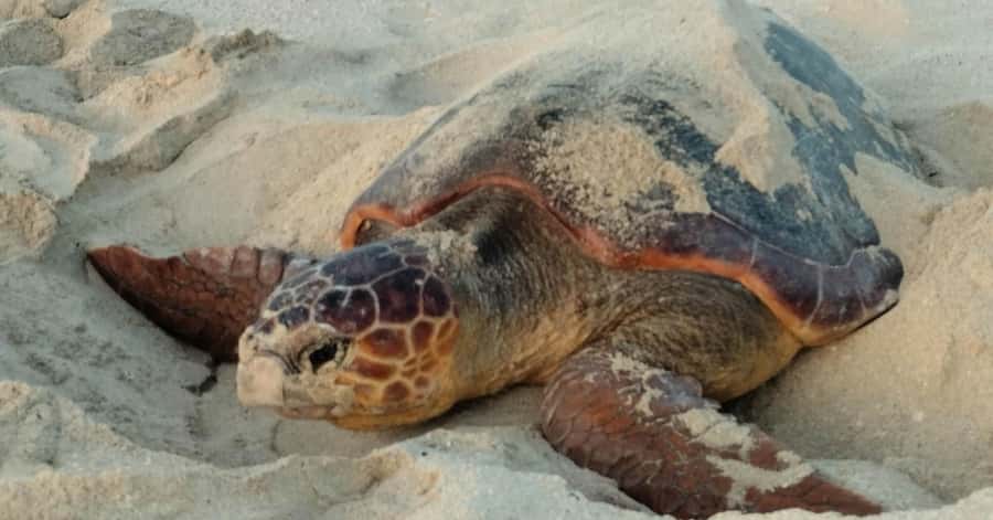 Santa Maria: Sal Island Sea Turtle Watching Experience - Key points to know before you book