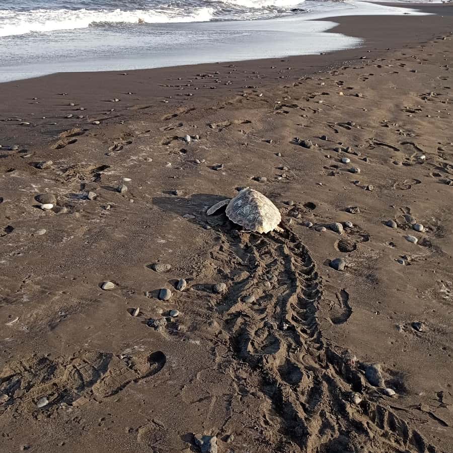 Santa Maria: Sal Island Sea Turtle Watching Experience - Why Sal is important for nesting turtles
