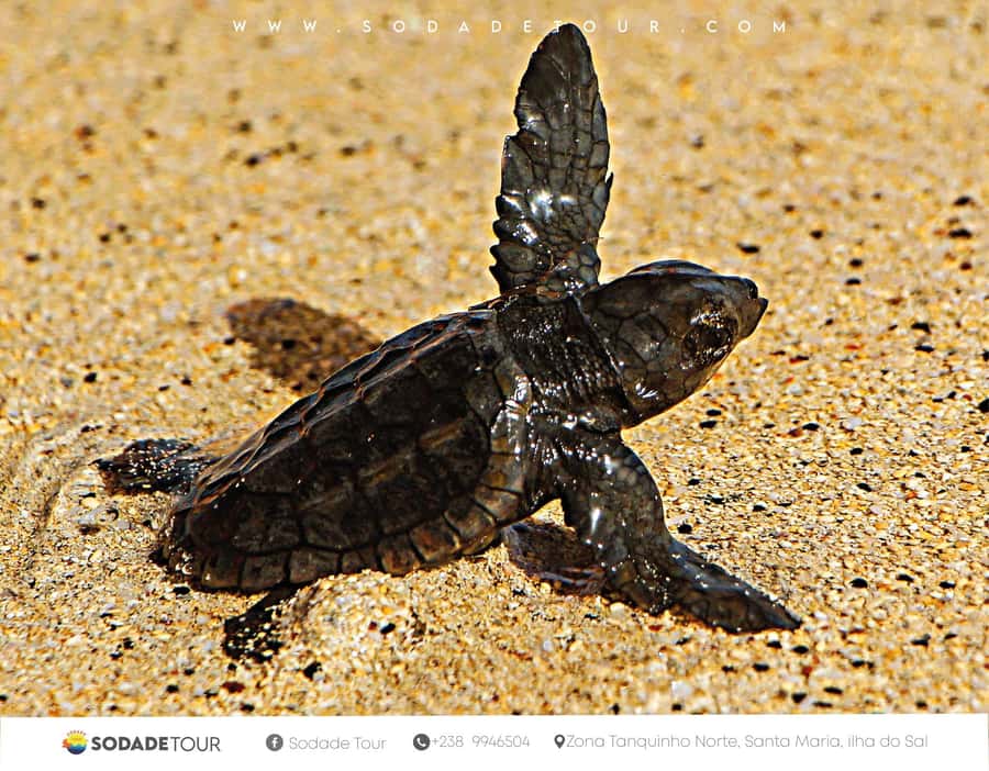 Santa Maria: Sal Island Sea Turtle Watching Experience - The 45-minute introduction in Santa Maria