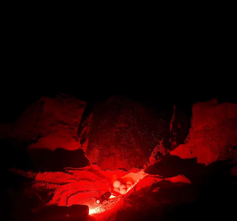 Santa Maria: Sal Island Sea Turtle Watching Experience - From Santa Maria to a deserted beach