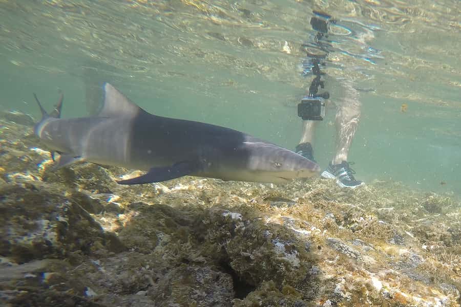 Santa Maria: Salt Mine, Natural Pool, and Shark Bay Tour - Miragem and Sal’s desert illusion