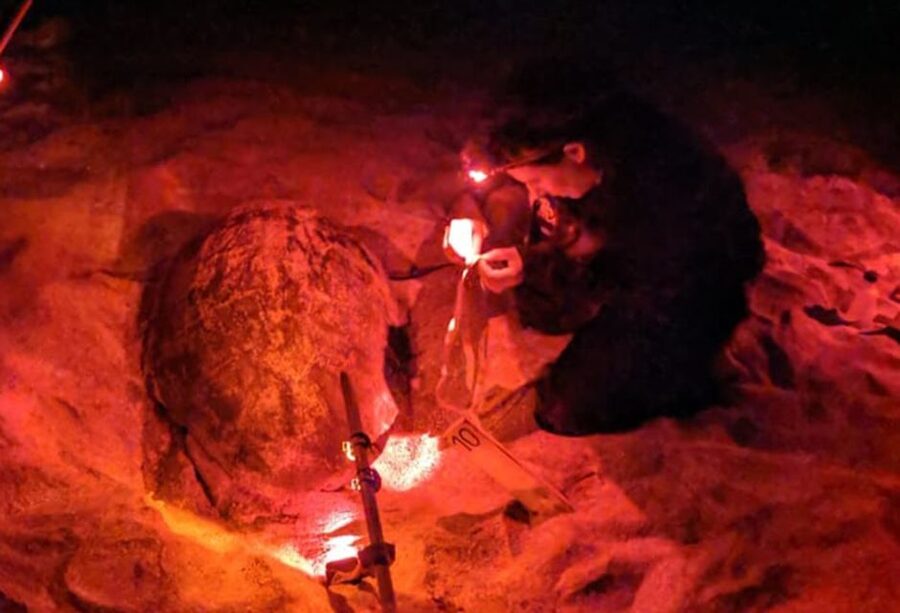 Santa Maria: Sea Turtle Watching Experience on Sal Island - Key points to know before booking