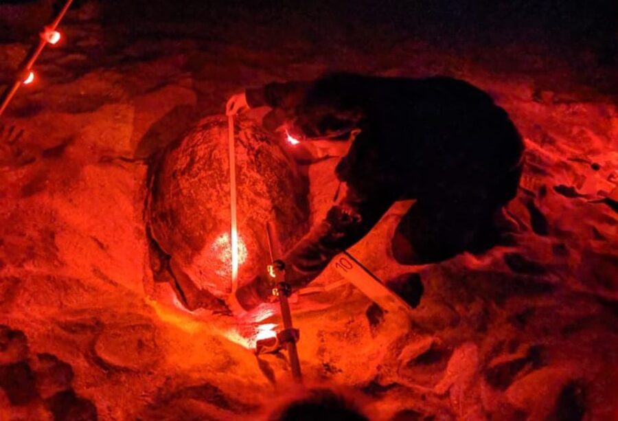 Santa Maria: Sea Turtle Watching Experience on Sal Island - Why Sal is such an important turtle nesting site