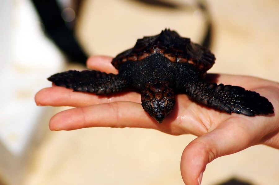 Santa Maria: Sea Turtle Watching Experience on Sal Island - Walking across the sand after sunset