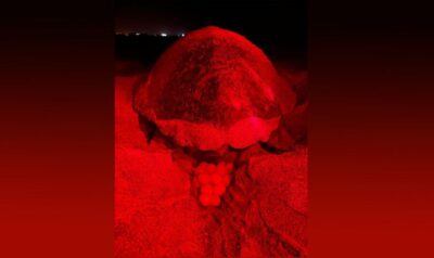 Sea Turtle Watching Experience on Sal Island