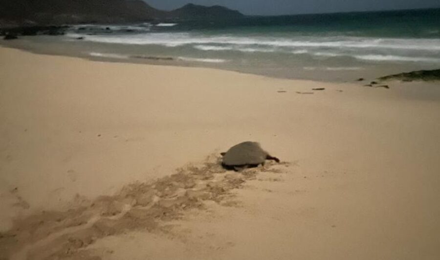 Santa Maria: Sea Turtle Watching Experience on Sal Island - Watching the nesting process from a respectful distance