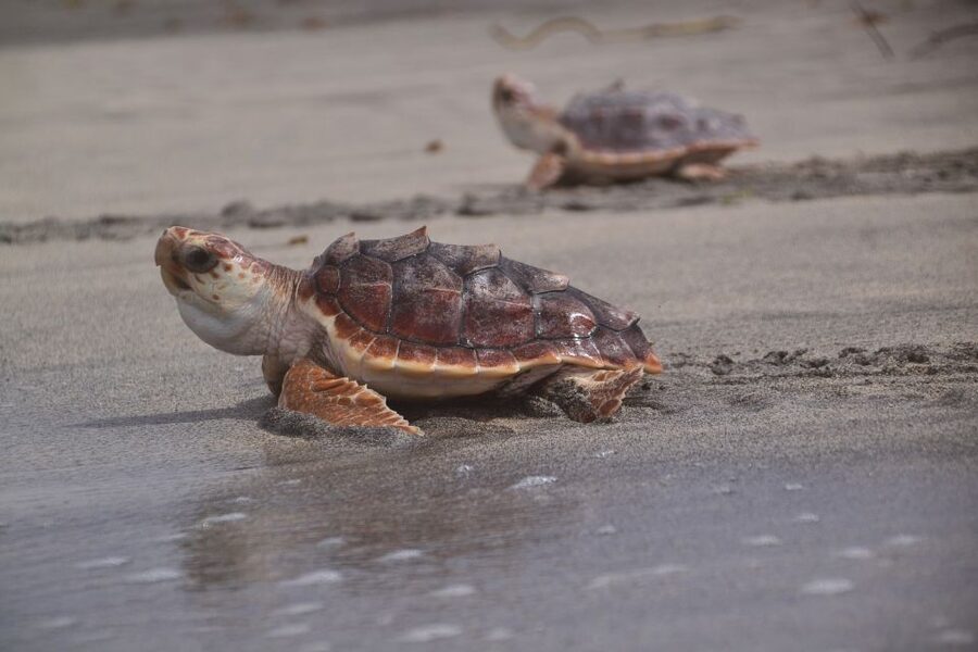 Santa Maria: Sea Turtle Watching Experience on Sal Island - Why the conservation rules matter