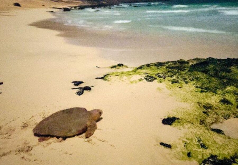 Santa Maria: Sea Turtle Watching Experience on Sal Island - Baby turtles, hatching, and what you might not see
