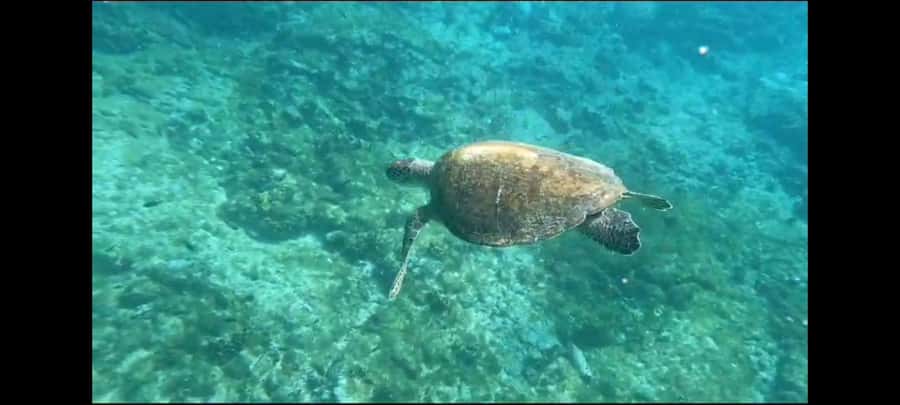 Santa Maria: Snorkeling Boat Tour - Quick facts about the Santa Maria snorkeling trip