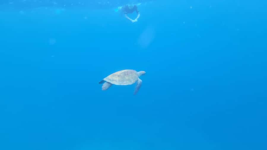Santa Maria: Snorkeling Boat Tour - Meeting Nando Tours beside Santa Maria pier