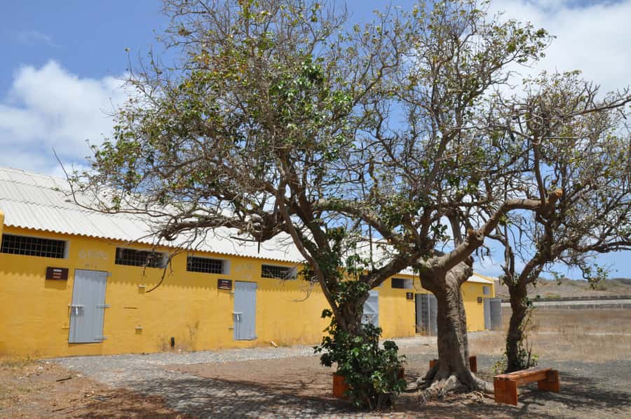 Santiago Island Tour - Free time by Tarrafal’s palm-lined beach
