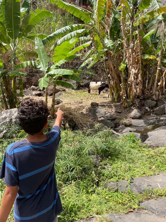 Santo Antão Highlights: Day Trip by Car with Ferry from SV - Porto Novo and the climb into the mountains