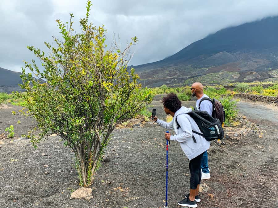 São Filipe: Fogo Volcano with Wine and Cheese Tasting - Practical advice for a smoother day