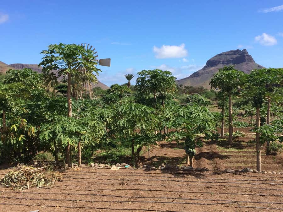 São Vicente: Half Day, Monte Verde and Villages - Salamansa gives the tour a local face