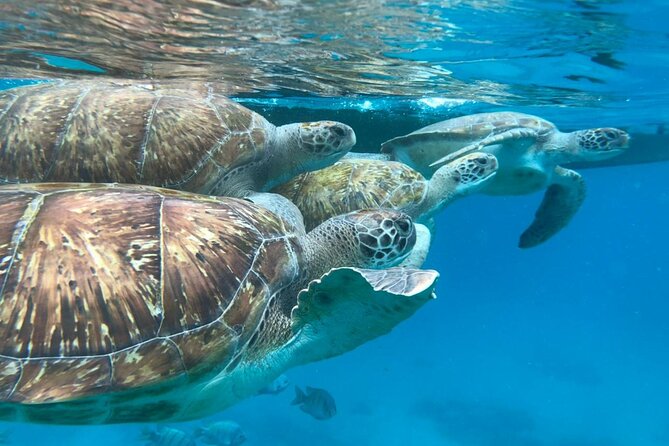 São Vicente: Private Snorkel Experience with Sea Turtle - About one hour snorkeling with sea turtles