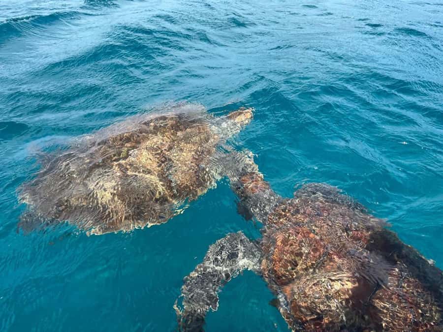 São Vicente: Snorkel with Sea Turtles Adventure - Why São Pedro is the right setting for this trip