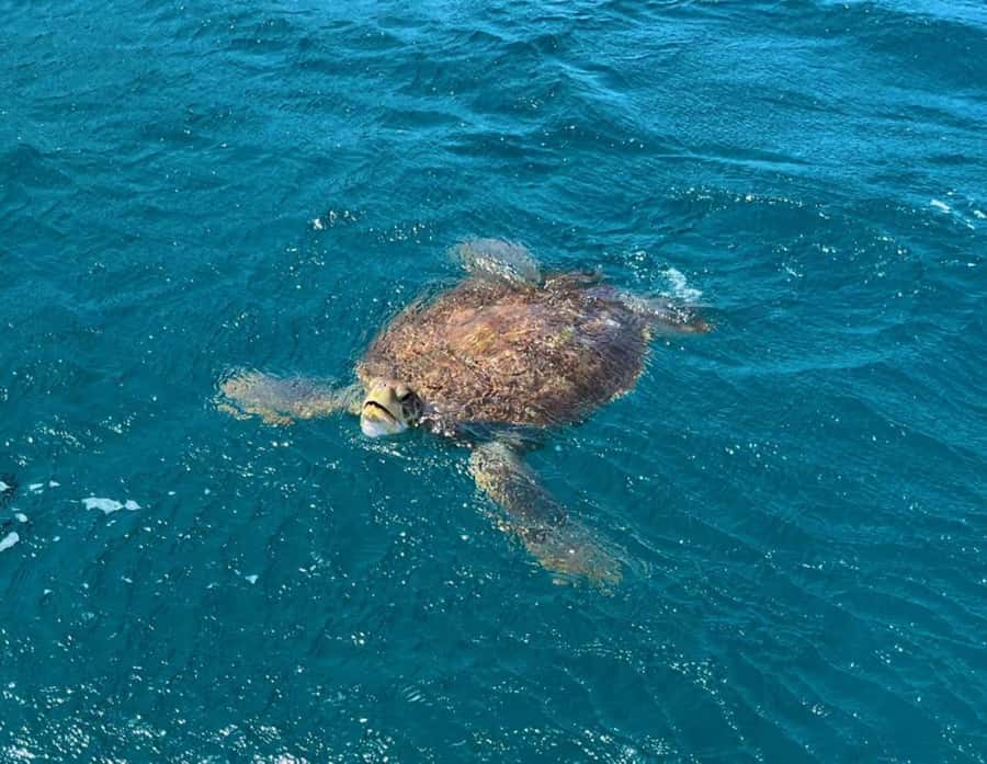 São Vicente: Snorkel with Sea Turtles Adventure - Getting fitted with snorkeling equipment