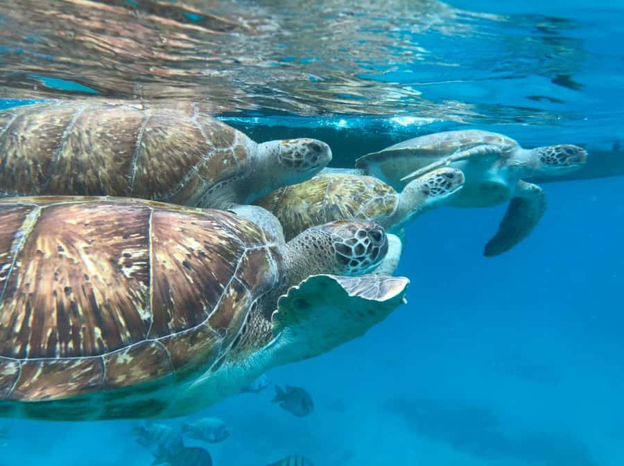 São Vicente: Snorkel with Sea Turtles Adventure - Pickup from your hotel or port