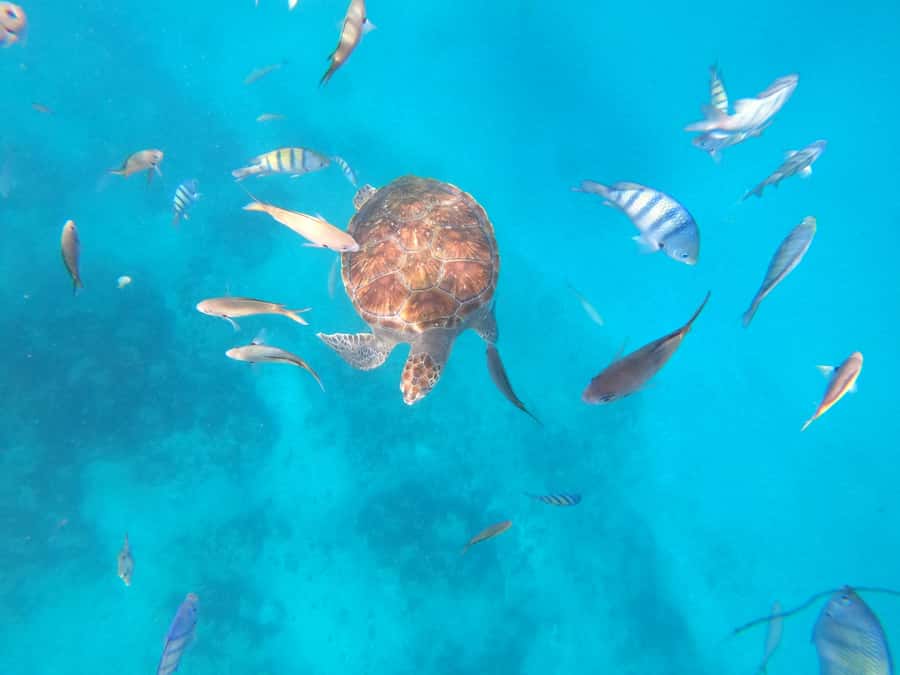 São Vicente: Snorkeling with Turtles Breathtaking Experience - Key points before you book