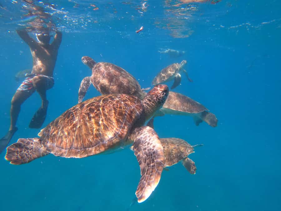 São Vicente: Snorkeling with Turtles Breathtaking Experience - Flexible booking and practical details