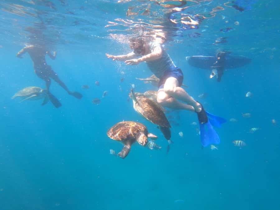 São Vicente: Snorkeling with Turtles Breathtaking Experience - From your hotel to São Pedro