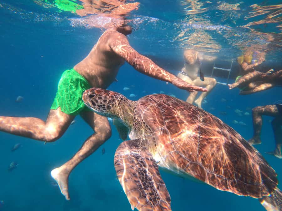São Vicente: Snorkeling with Turtles Breathtaking Experience - The briefing matters more than it sounds