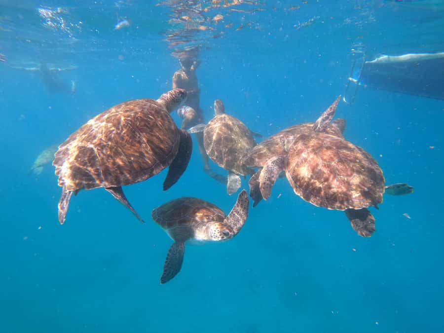 São Vicente: Snorkeling with Turtles Breathtaking Experience - Swimming with the green turtles