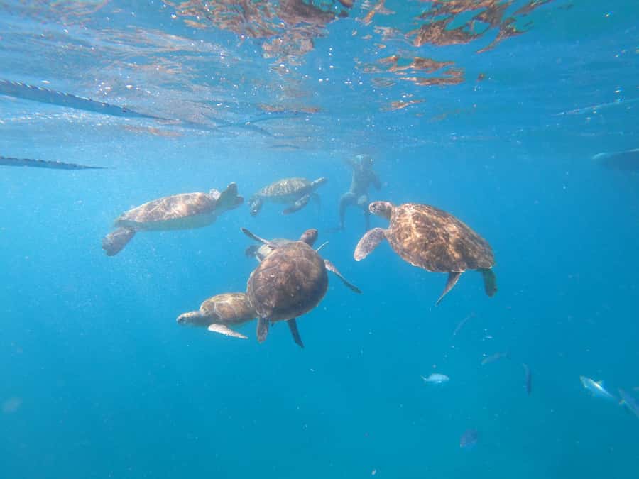 São Vicente: Snorkeling with Turtles Breathtaking Experience - What to pack for São Pedro