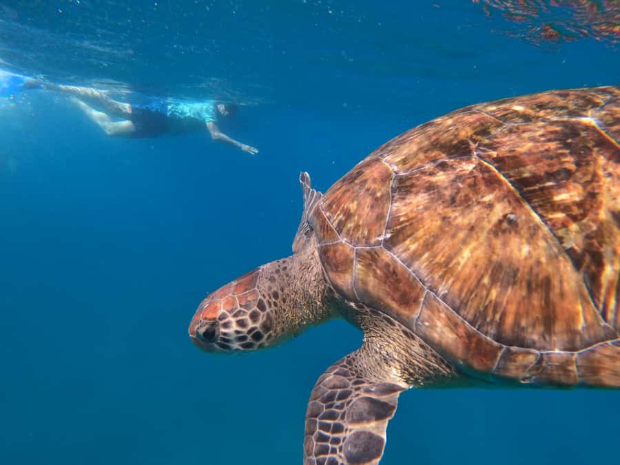 São Vicente: Snorkeling with Turtles Breathtaking Experience - Who will enjoy this turtle encounter?